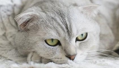 KAIYUN 中国大陆-青训教练员培训是否存在师资不足问题，教练员再教育培训